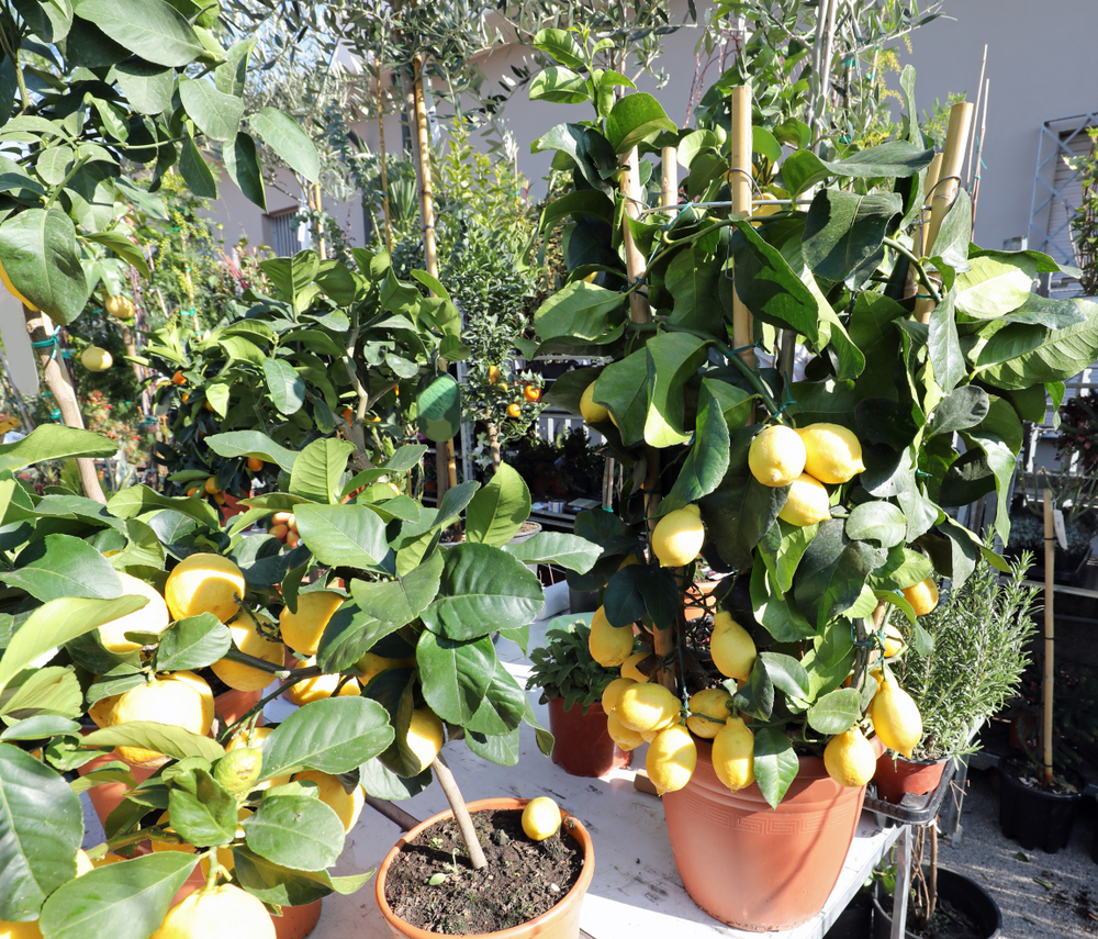 Zitronenbaum für den Wintergarten ohne Heizung
