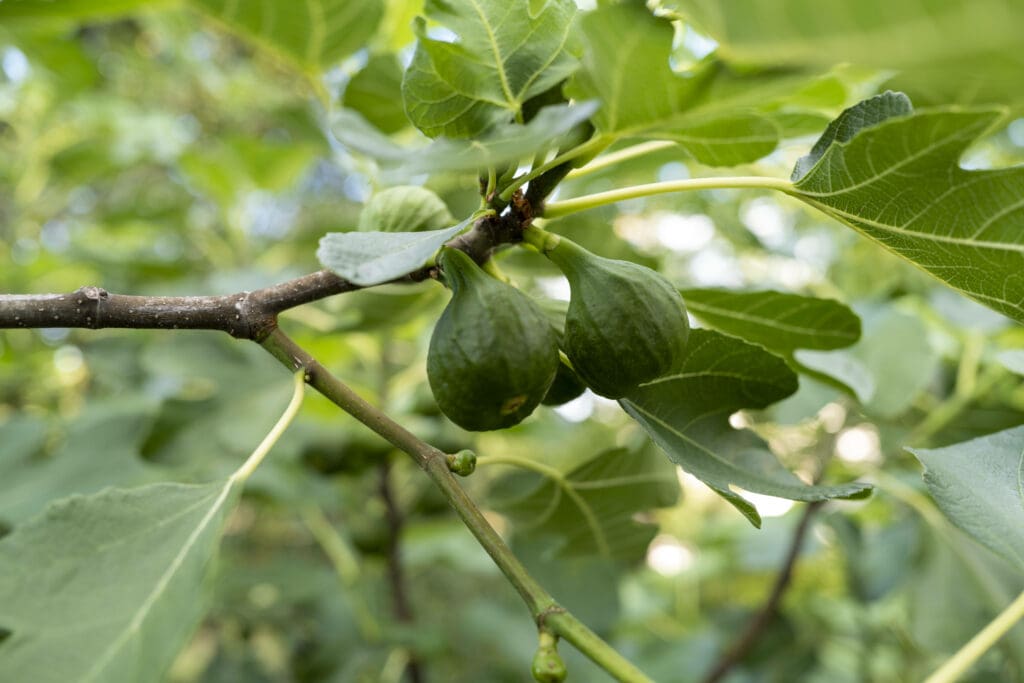 Feigenbaum mit Früchten