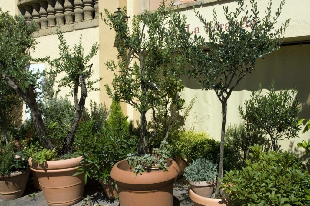 Olivenbäume in Terrakotta-Kübeln 