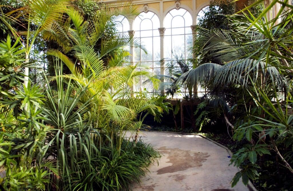 Unterschiedliche Palmen in antikem Wintergarten