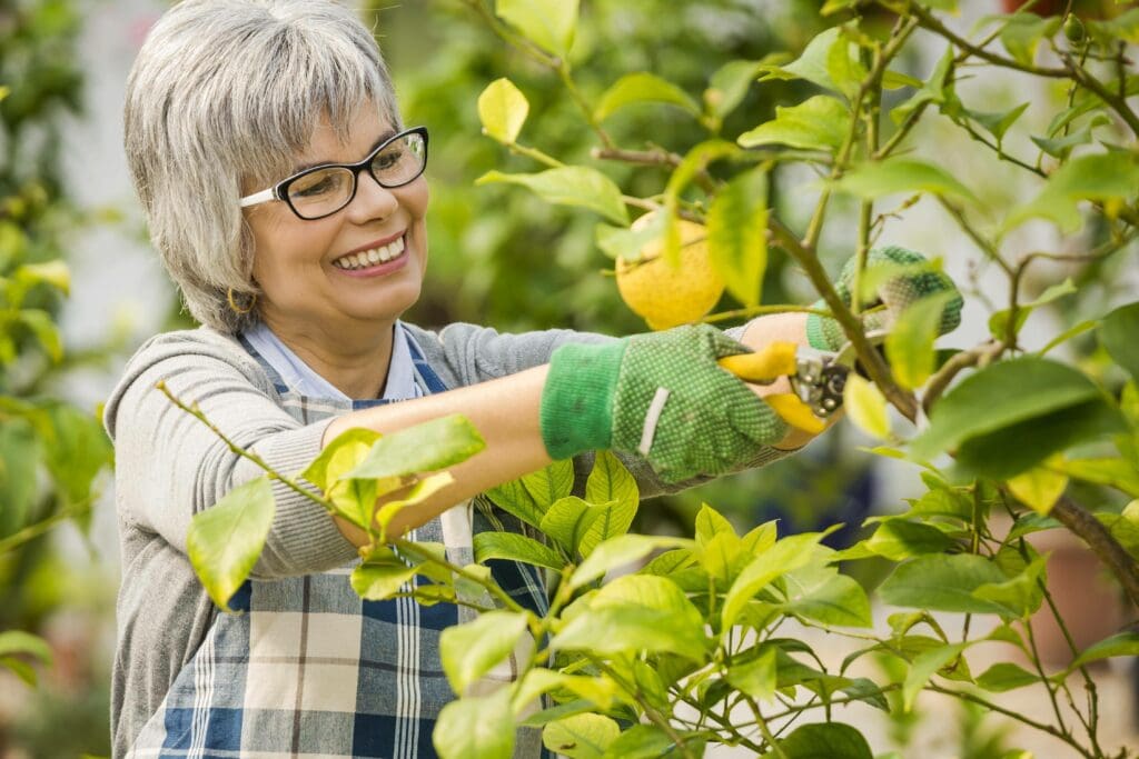 Gärtnerin schneidet Zitronenbaum zurecht