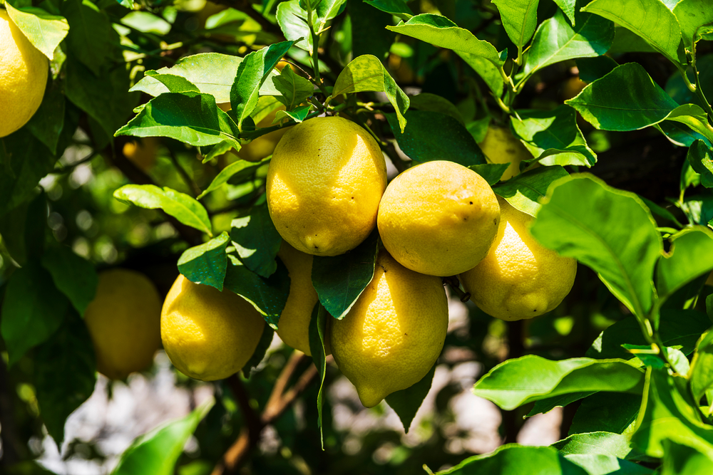 Zitronenbaum mit Früchten