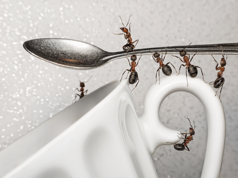 Ameisen auf einer Kaffeetasse heben einen Löffel hoch 
