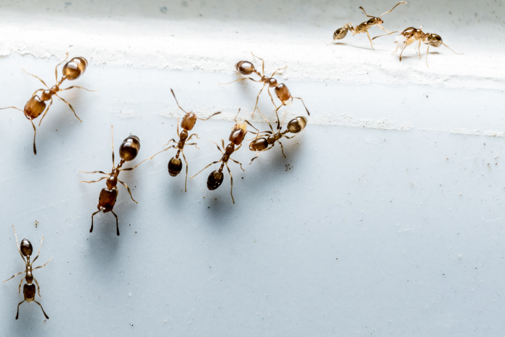 Ameisen krabbeln eine Hausmauer hinauf