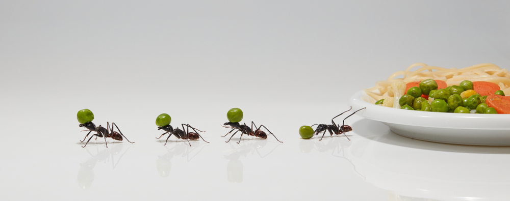 Ameisen transportieren Erbsen von einem Teller weg