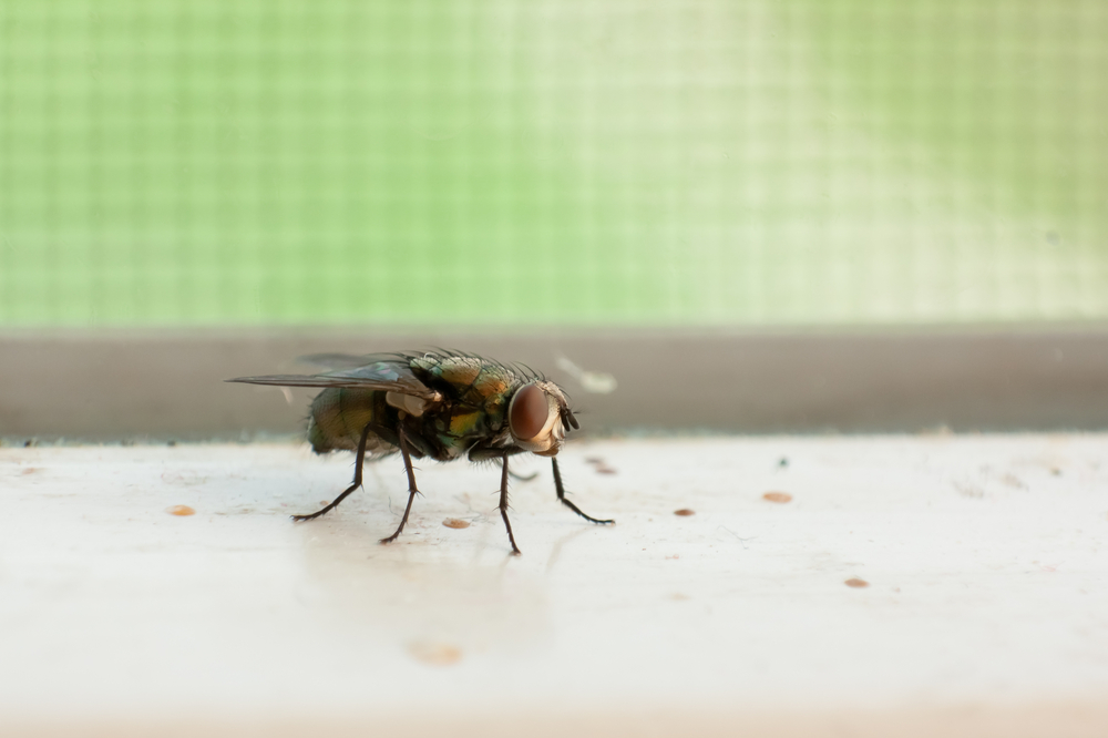 Fliege auf dem Fensterbrett