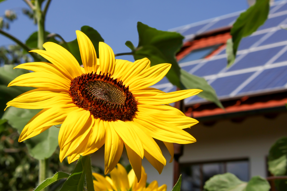 Im Vordergrund ist eine Sonnenblume und dahinter ein Haus mit Solaranlage